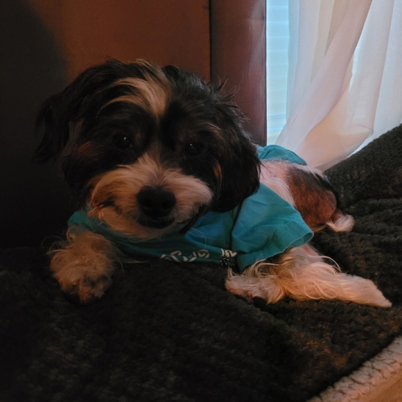 DONATE 😢🐕 - Picture 3 of 3